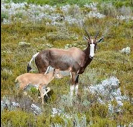 Wildlife & Ocean Retreat Cidade Do Cabo