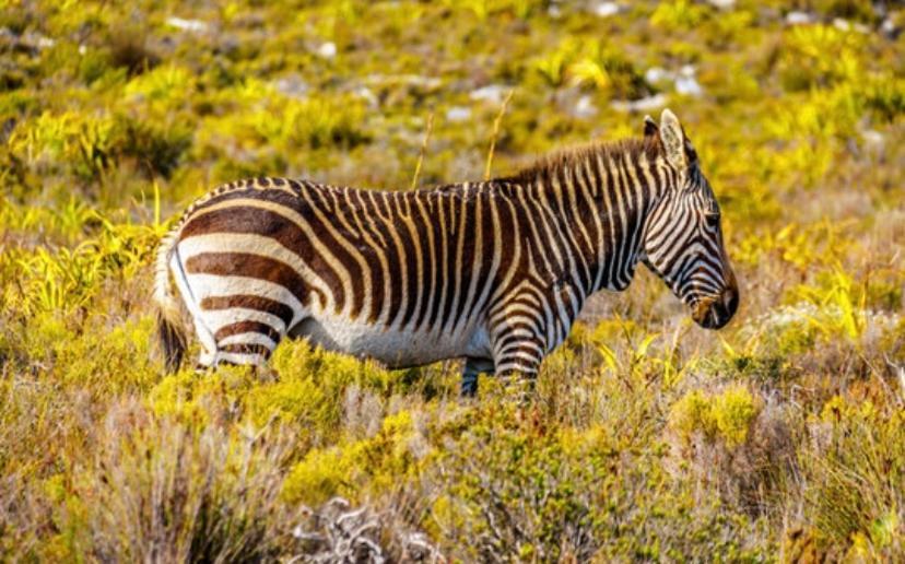 Wildlife & Ocean Retreat