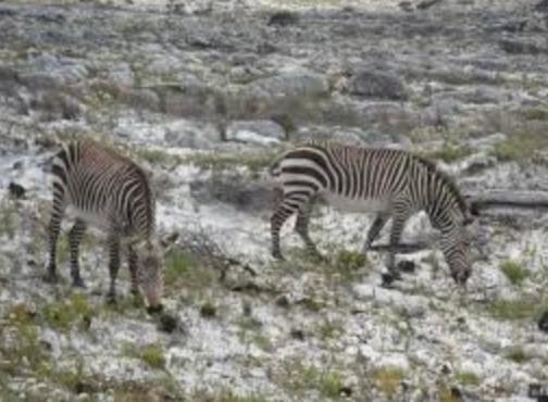 Wildlife & Ocean Retreat Cape Town