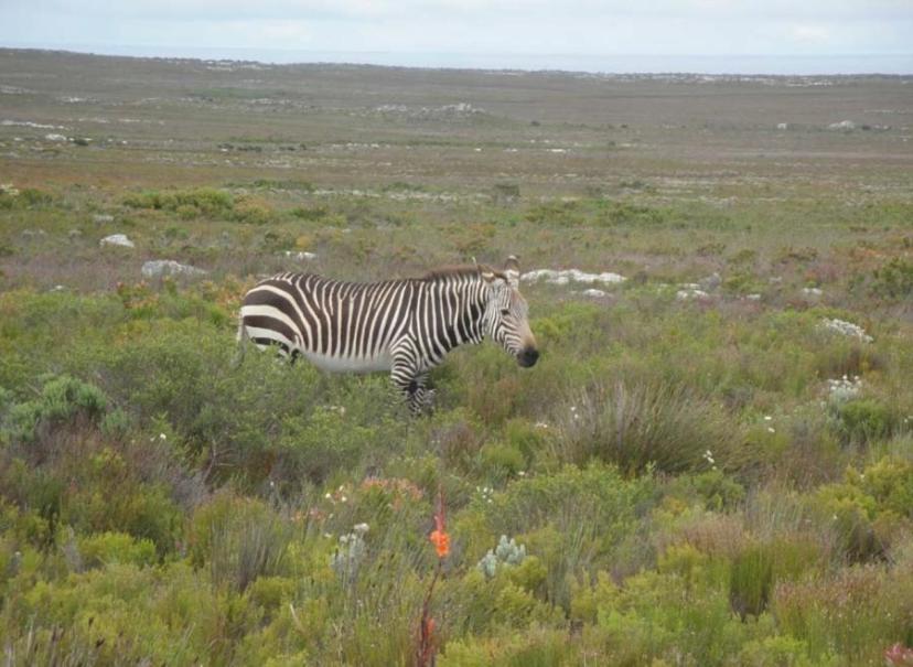 Wildlife & Ocean Retreat * Cape Town