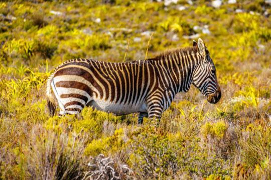 Holiday home Wildlife & Ocean Retreat