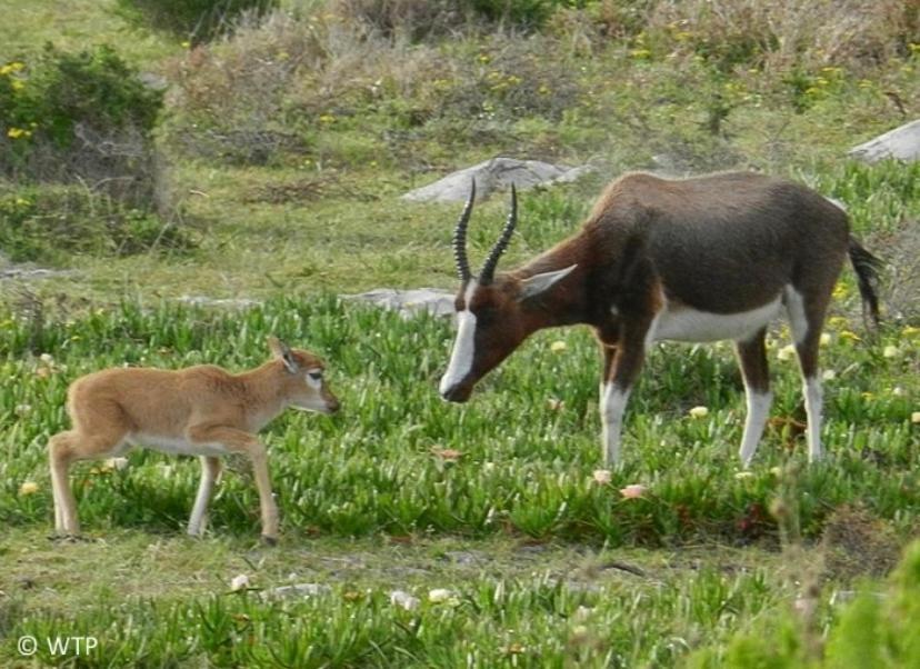 Wildlife & Ocean Retreat
