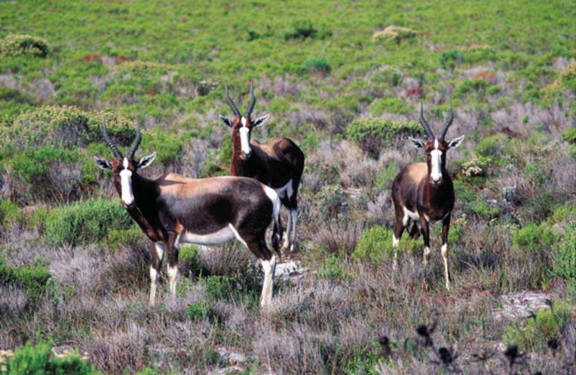 Holiday home Wildlife & Ocean Retreat Cape Town