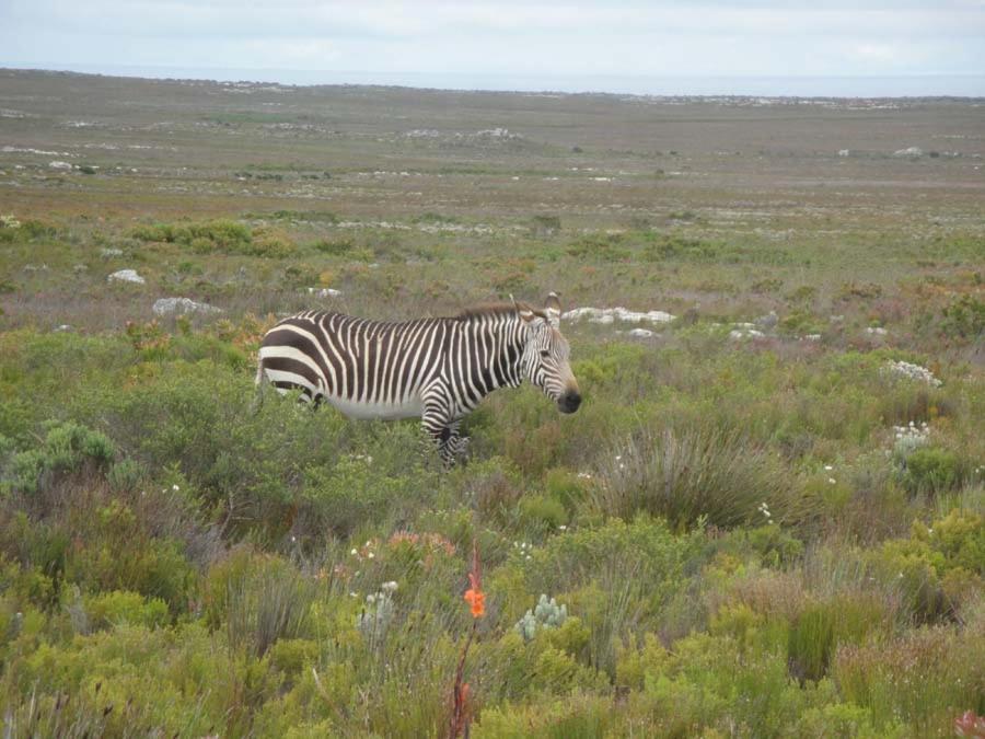 Holiday home Wildlife & Ocean Retreat